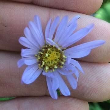 Image of Anticosti Island aster