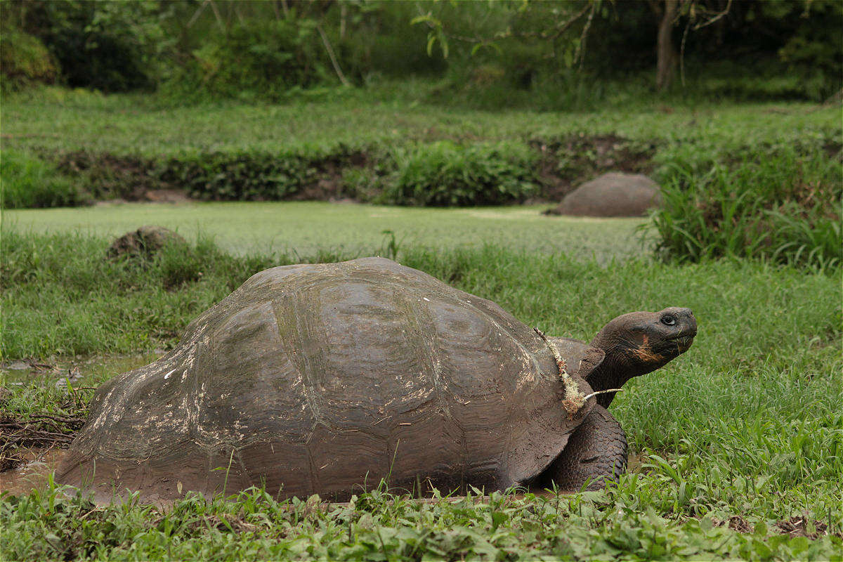 Image of Galapagos giant tortoise