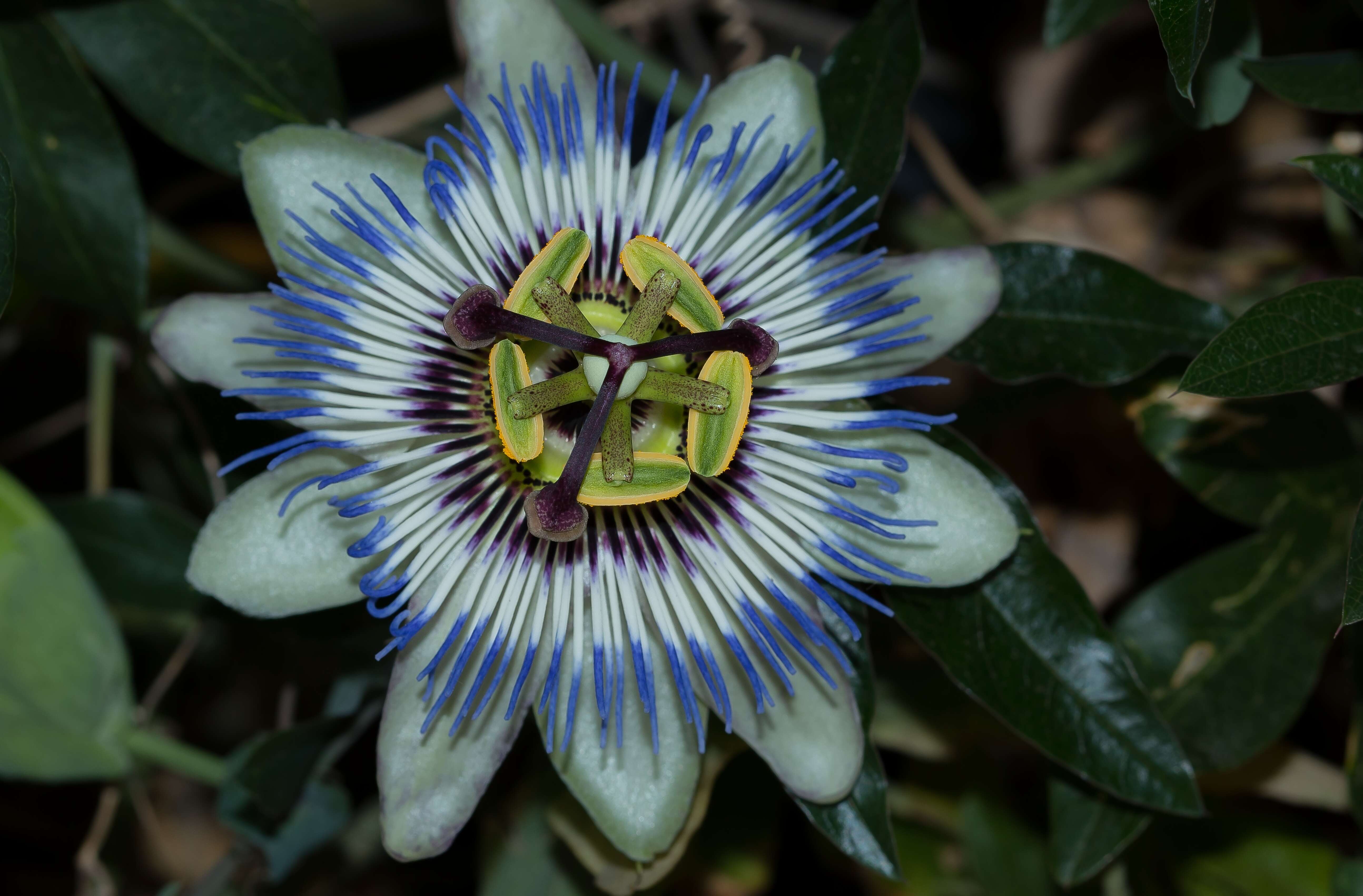 Image of Blue Passion Flower