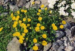 Image of Potentilla aurea L.