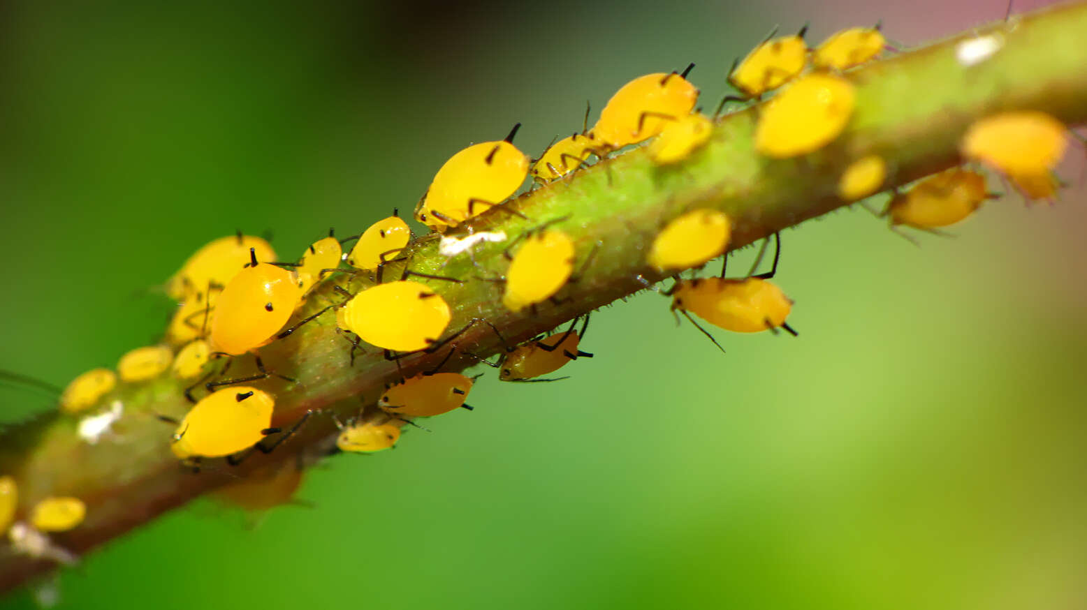 Image of Aphid