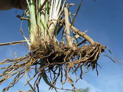 Image de Panicum coloratum L.