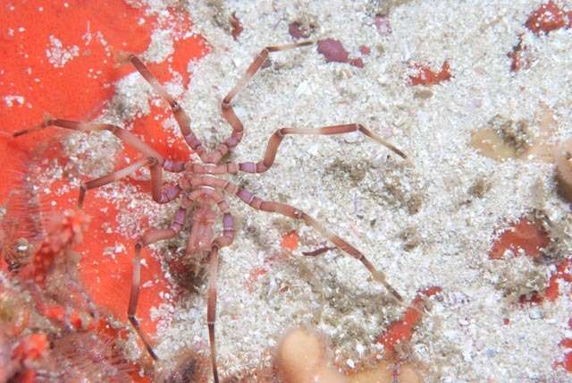 Image of sea spider