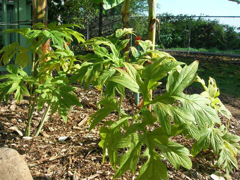 Image of tacca