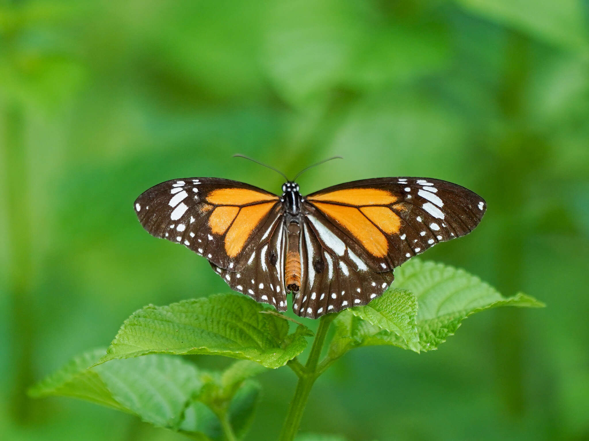 Plancia ëd Danaus (Anosia) melanippus Cramer 1777