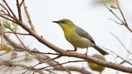 Image of Green-capped Eremomela