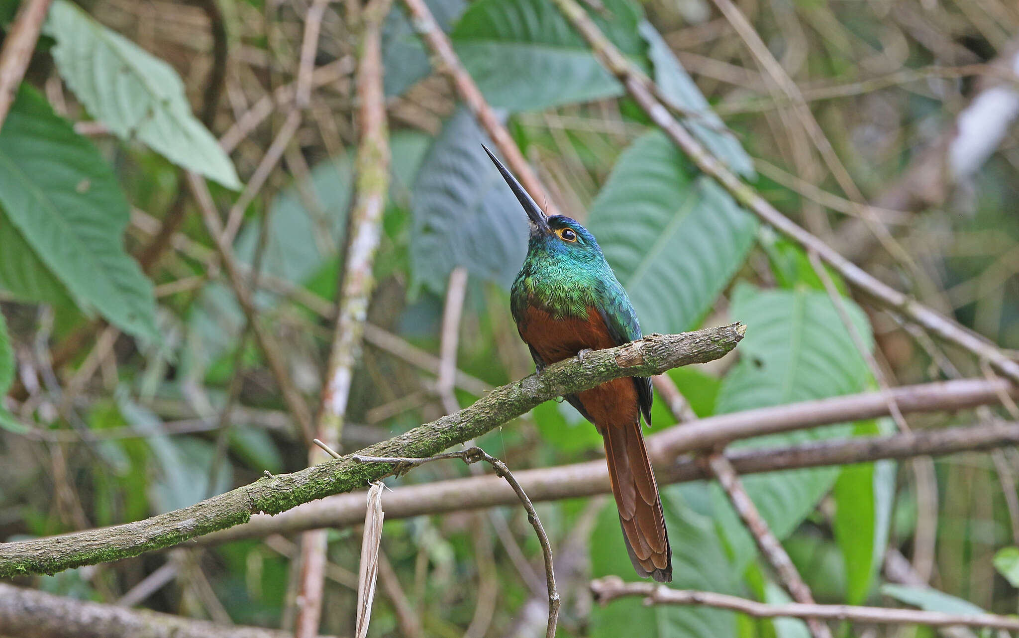 Image of Coppery-chested Jacamar