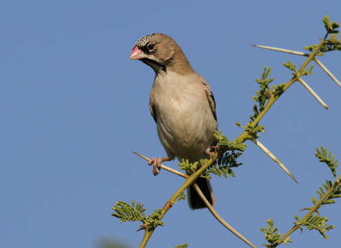 Image of Scaly Weaver