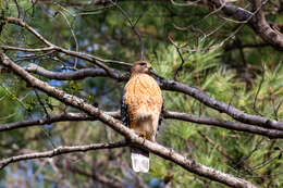 Image of Red-tailed Hawk