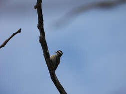 Image of Sunda Pygmy Woodpecker