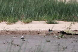 Image of White-fronted Chat