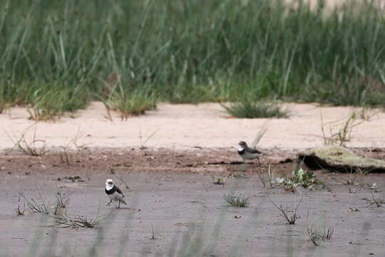 Image of White-fronted Chat