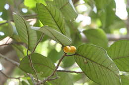 Image of brown-woolly fig