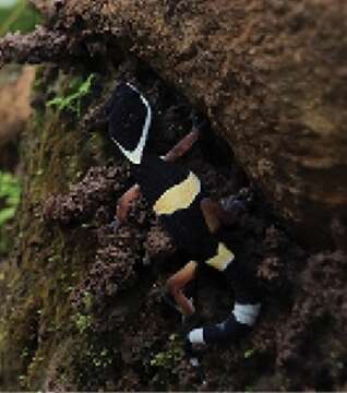 Image of Eastern Indian Leopard Gecko