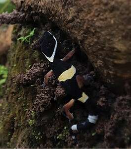 Image of Eastern Indian Leopard Gecko