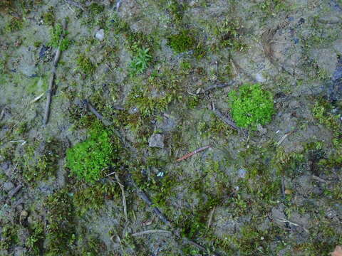 Imagem de Fossombronia wondraczekii (Corda) Dumort. ex Lindb.