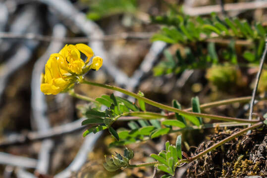 Image of Horseshoe-vetch