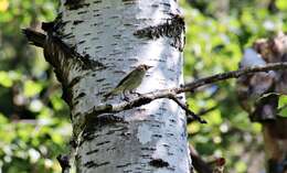 Image of Common Chiffchaff