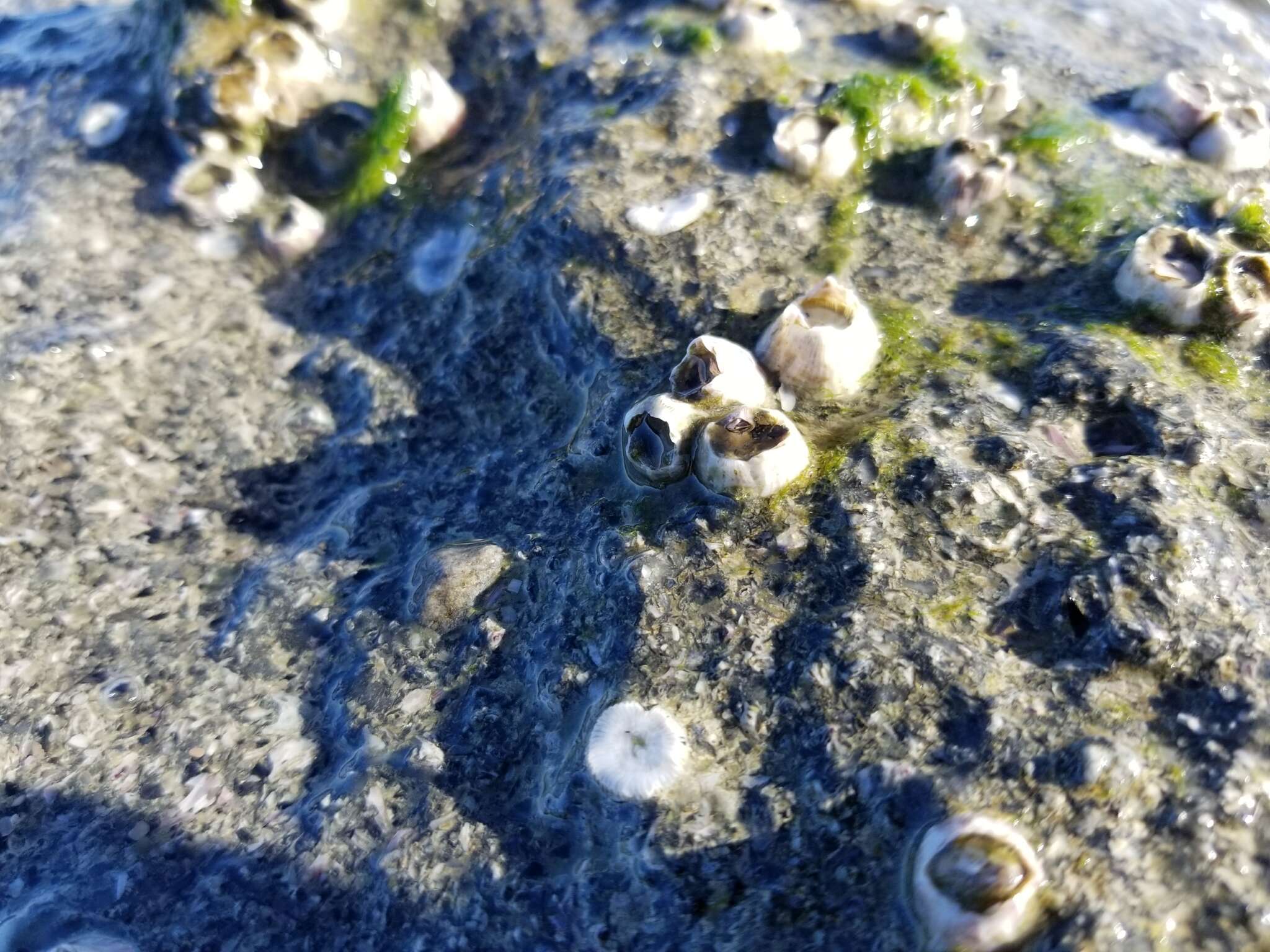 Image of Striped barnacle