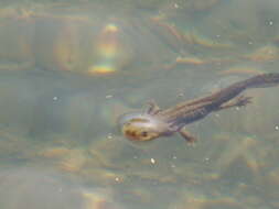 Image of Barred Tiger Salamander