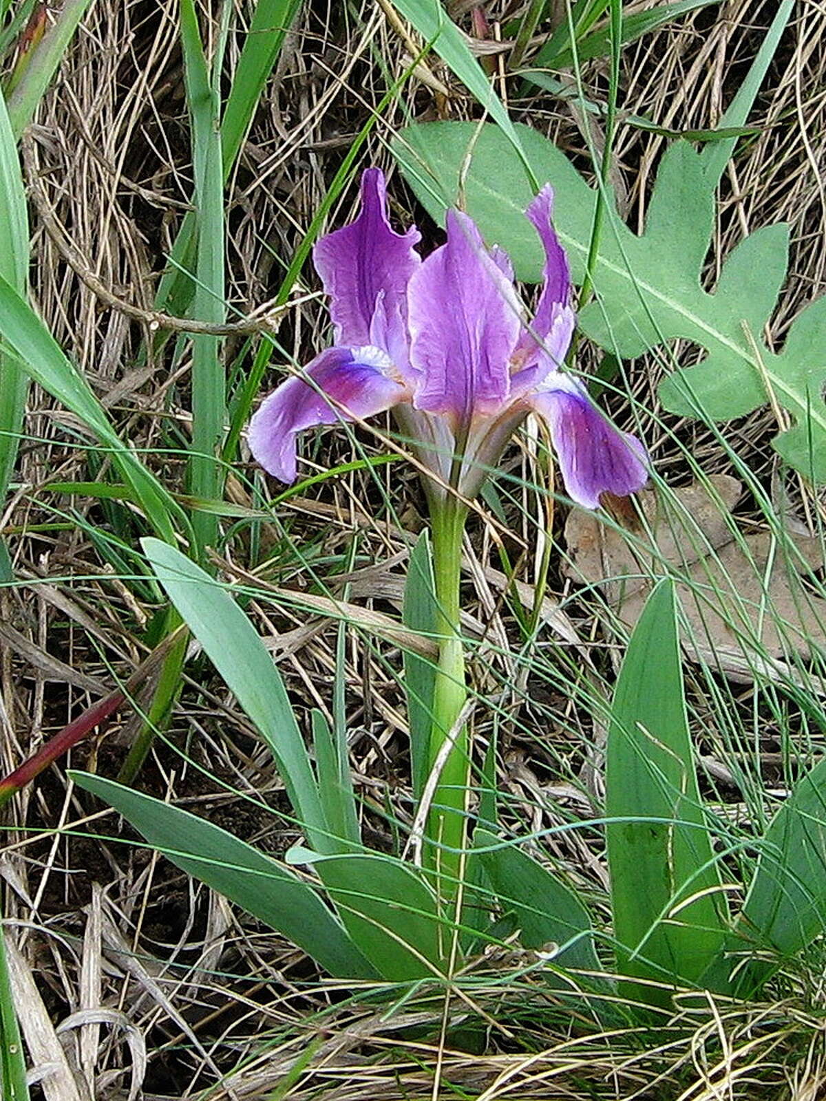 Plancia ëd Iris pumila L.