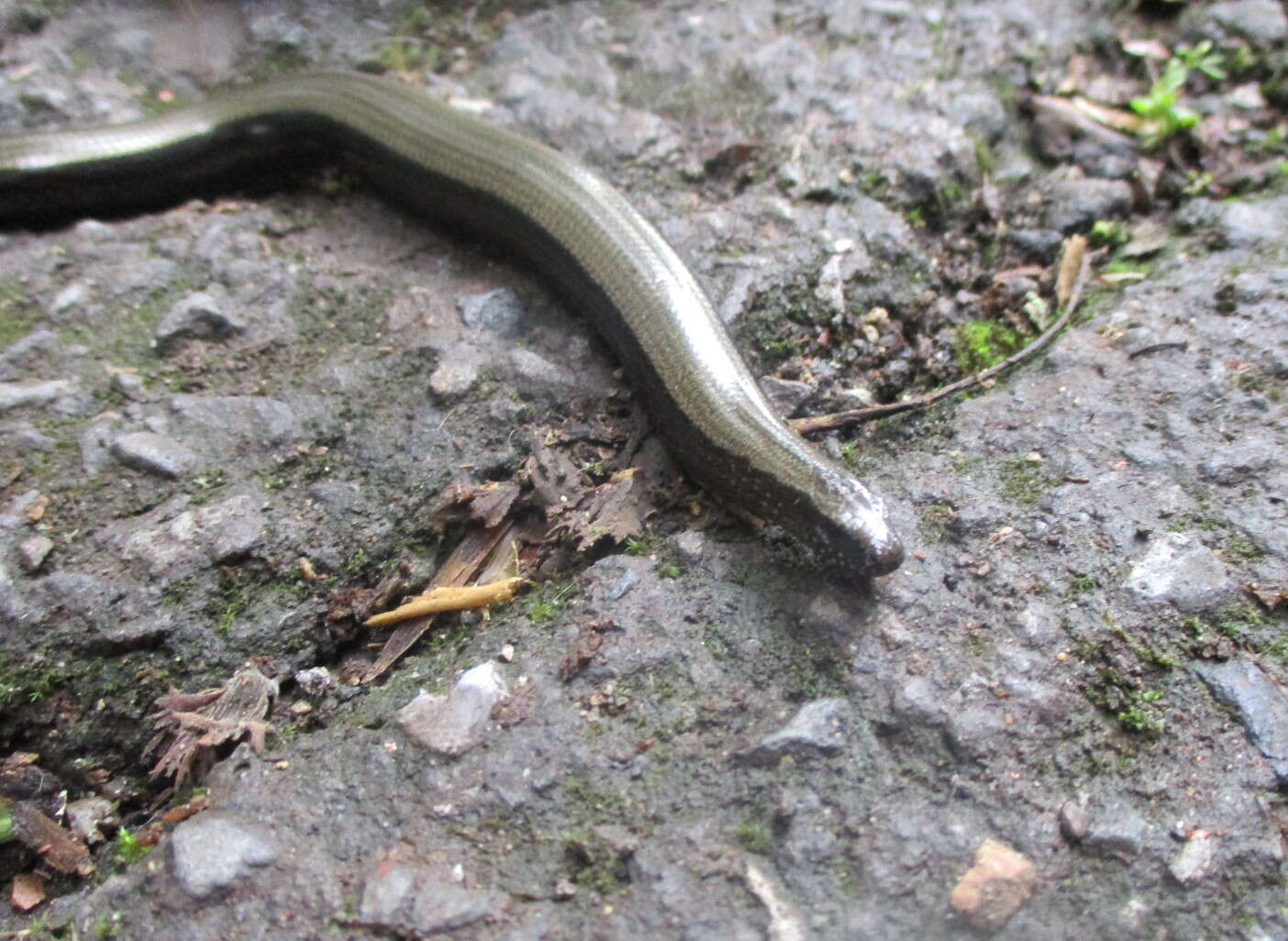 Image of Slow worm