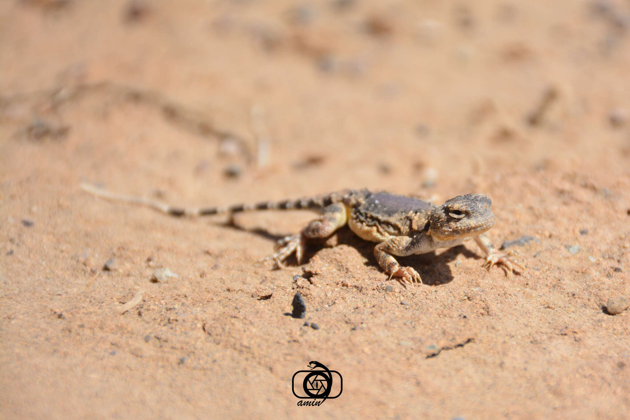 Image of Gray Toadhead Agama