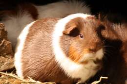 Image of Cavy