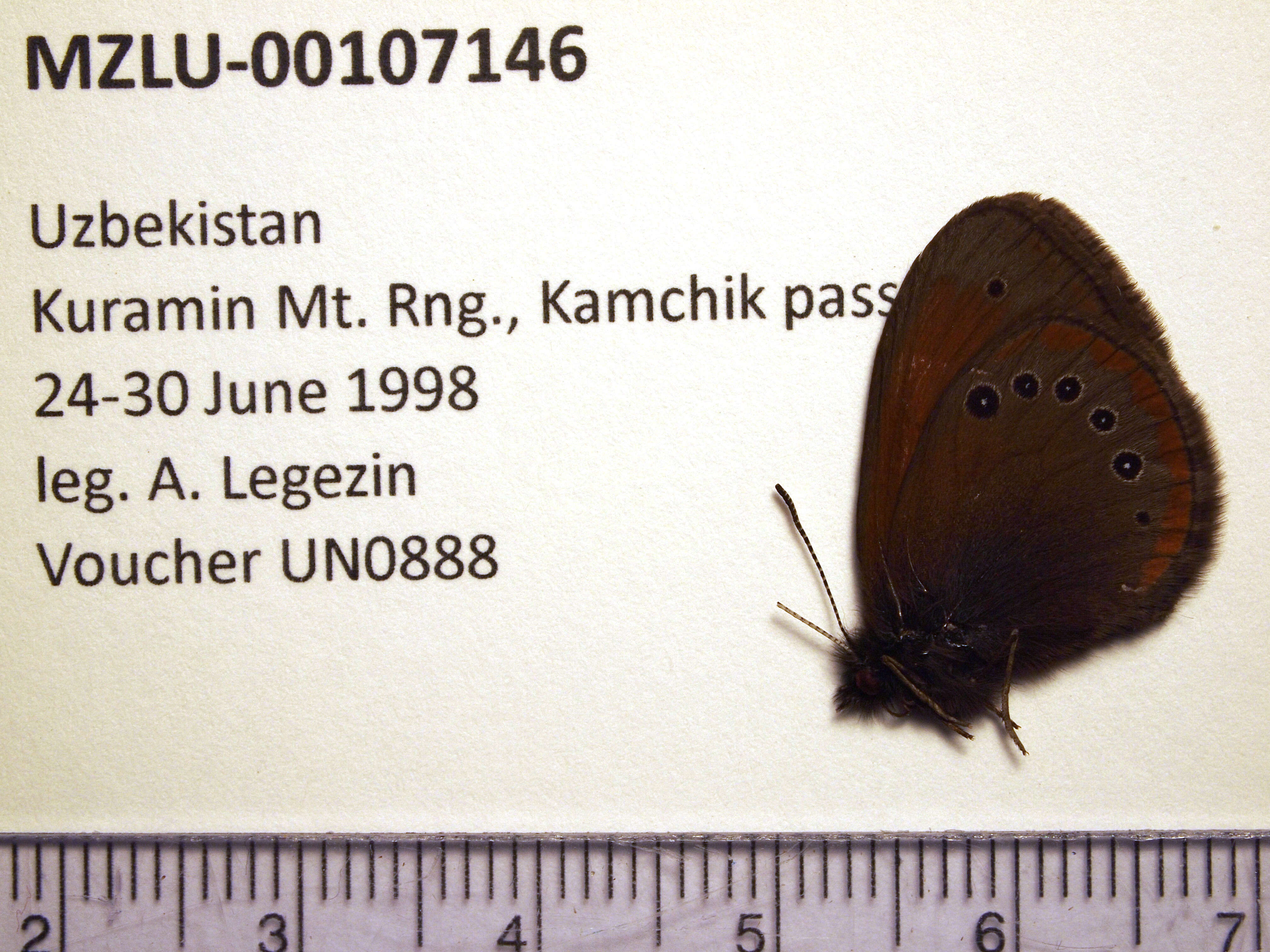 Image of Coenonympha nolckeni Erschoff 1874