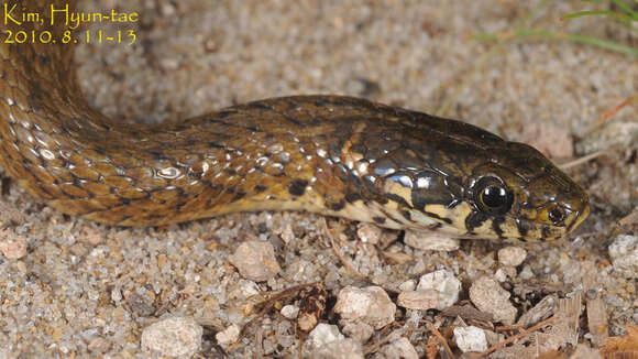 Image of Japanese Keelback