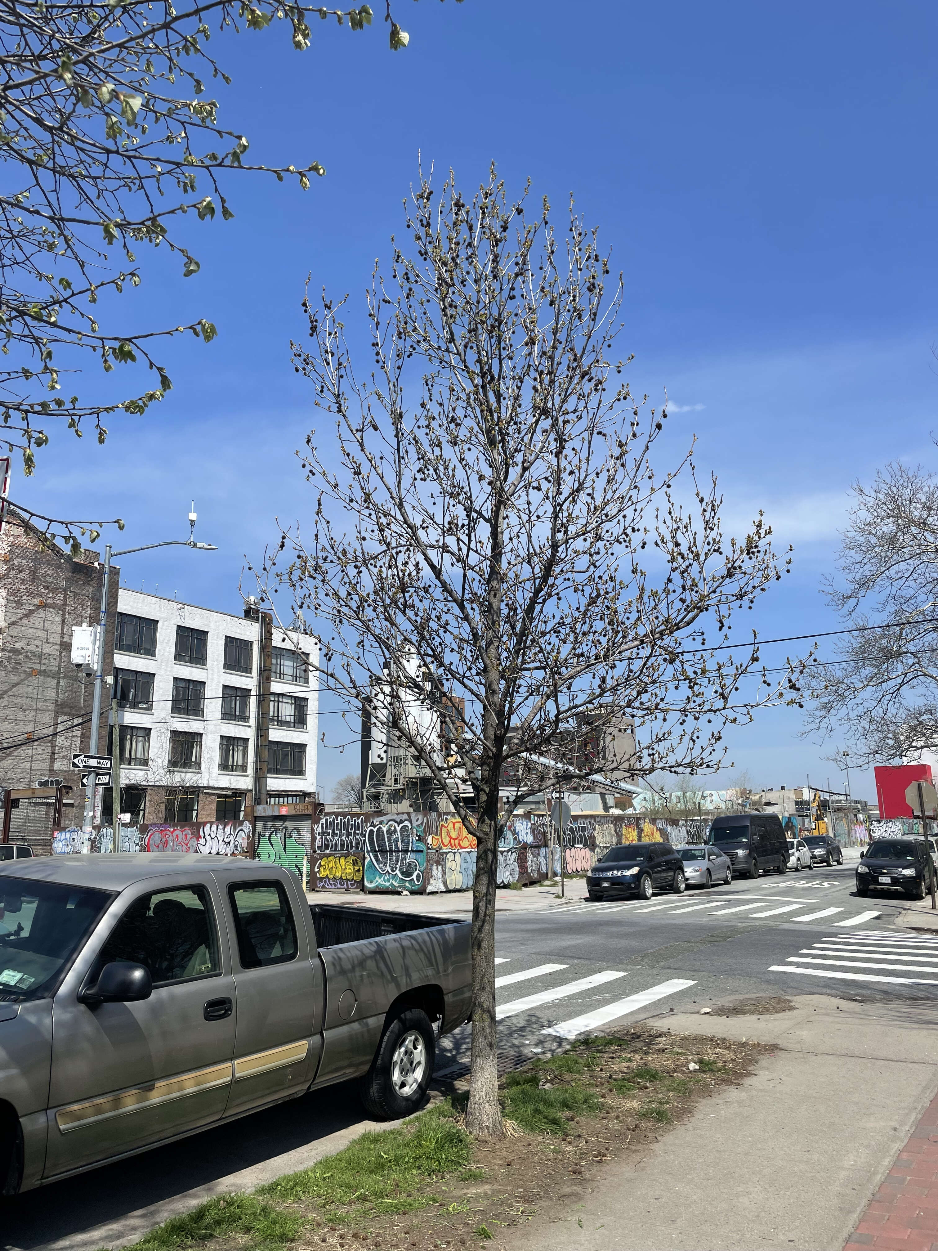 Image of American Sweetgum