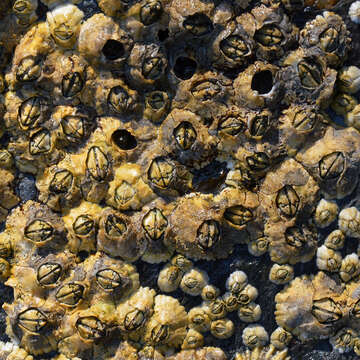 Image of acorn barnacles