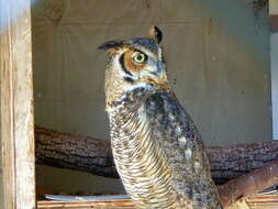 Image of Great Horned Owl