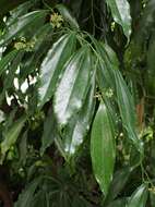 Image of laurel-leaf snailseed