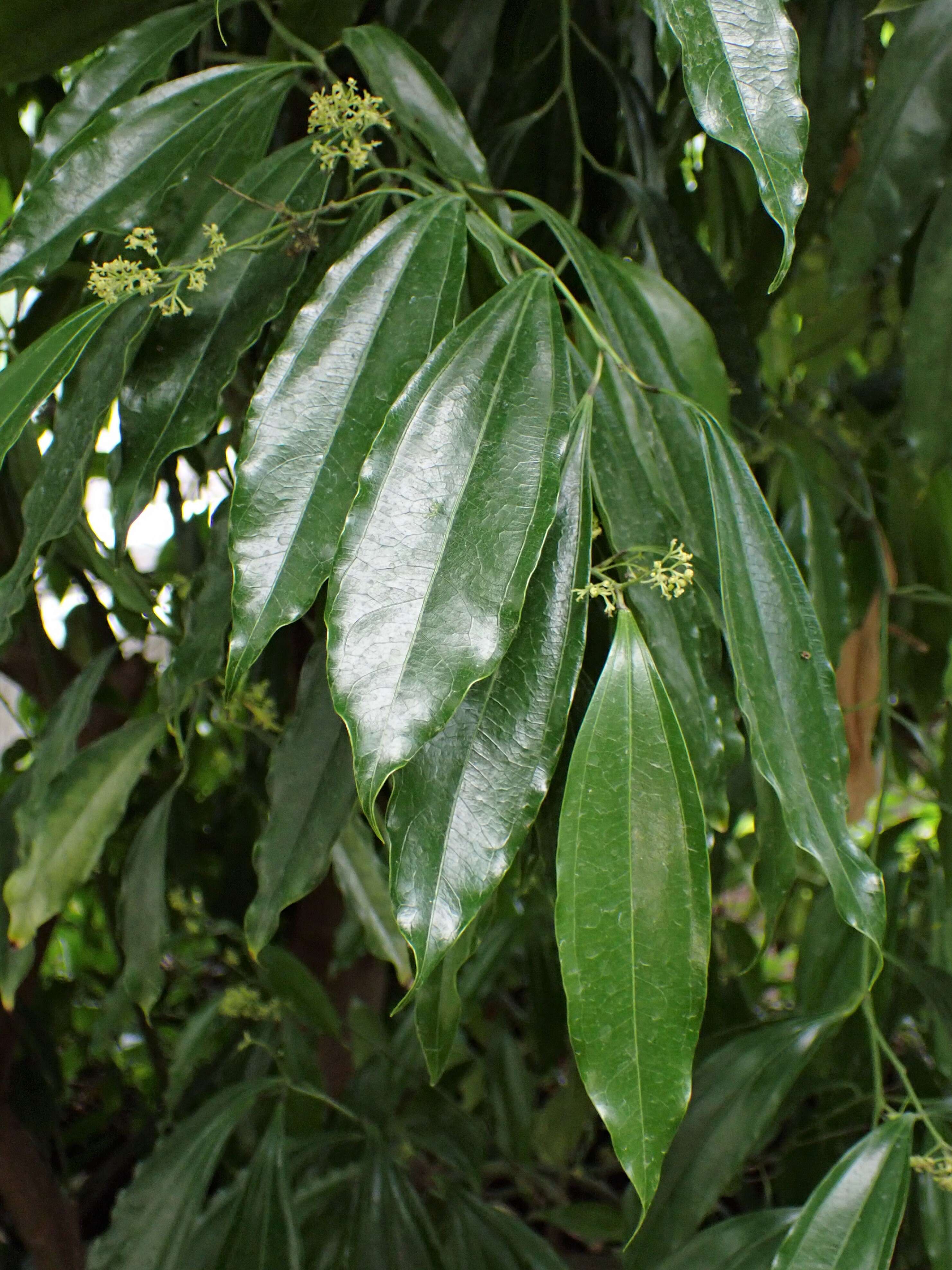 Image of laurel-leaf snailseed