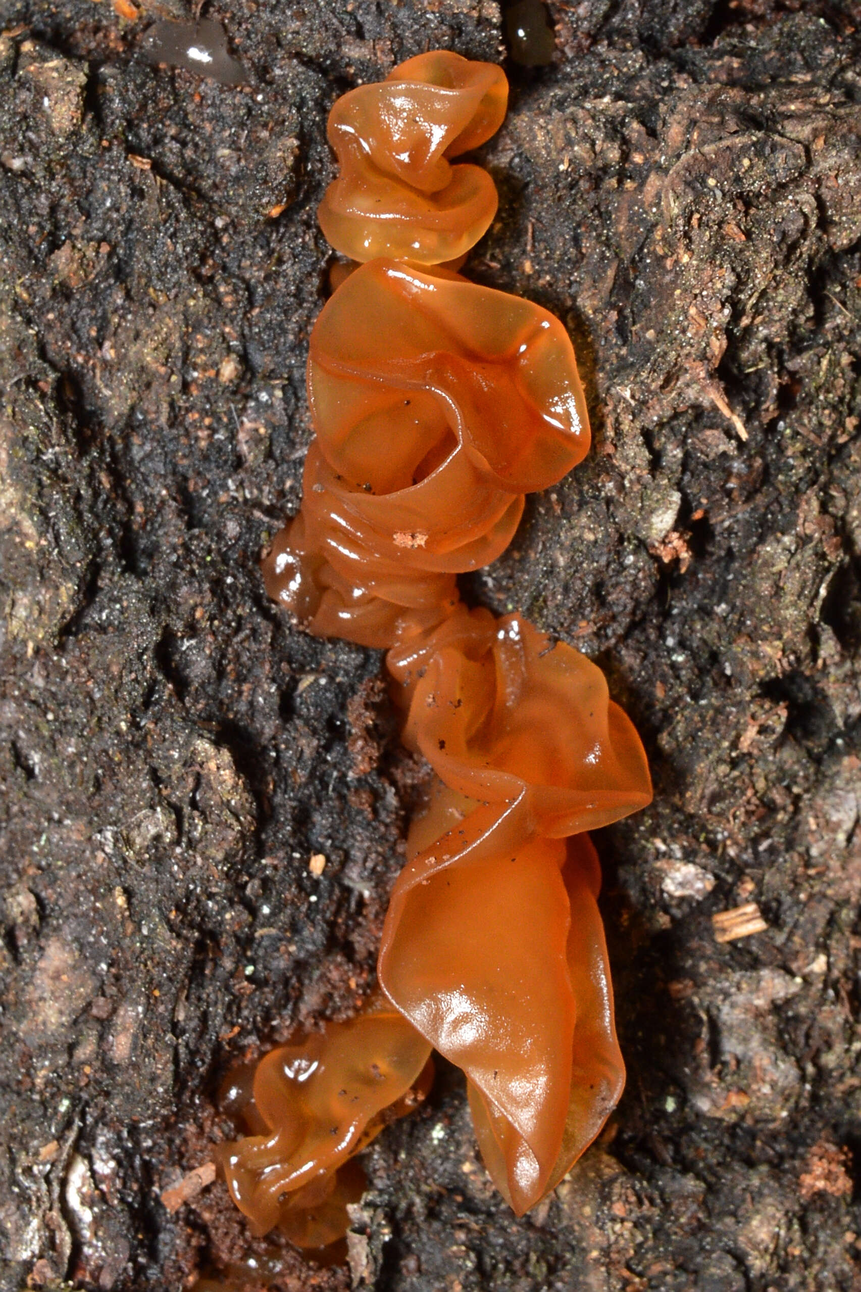 Image of Phaeotremella