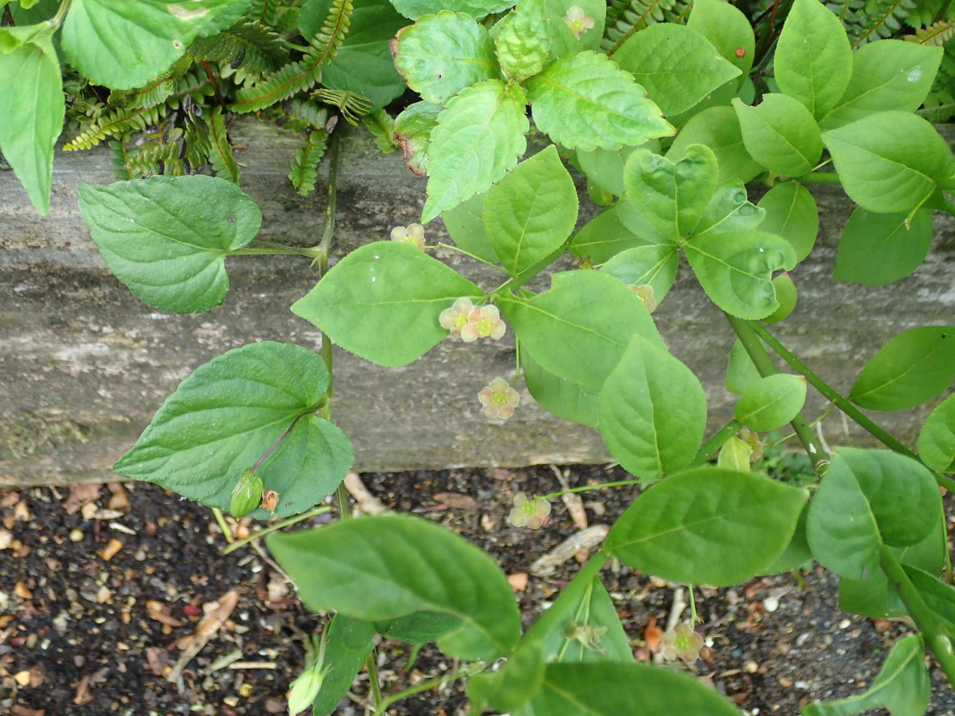 Image of running strawberry bush