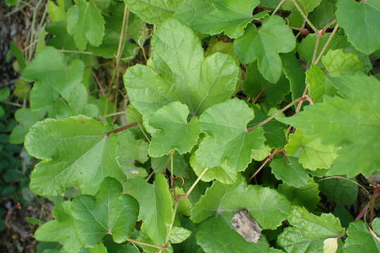 Image of Vitis ficifolia Bunge