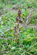 Image of chiltern gentian