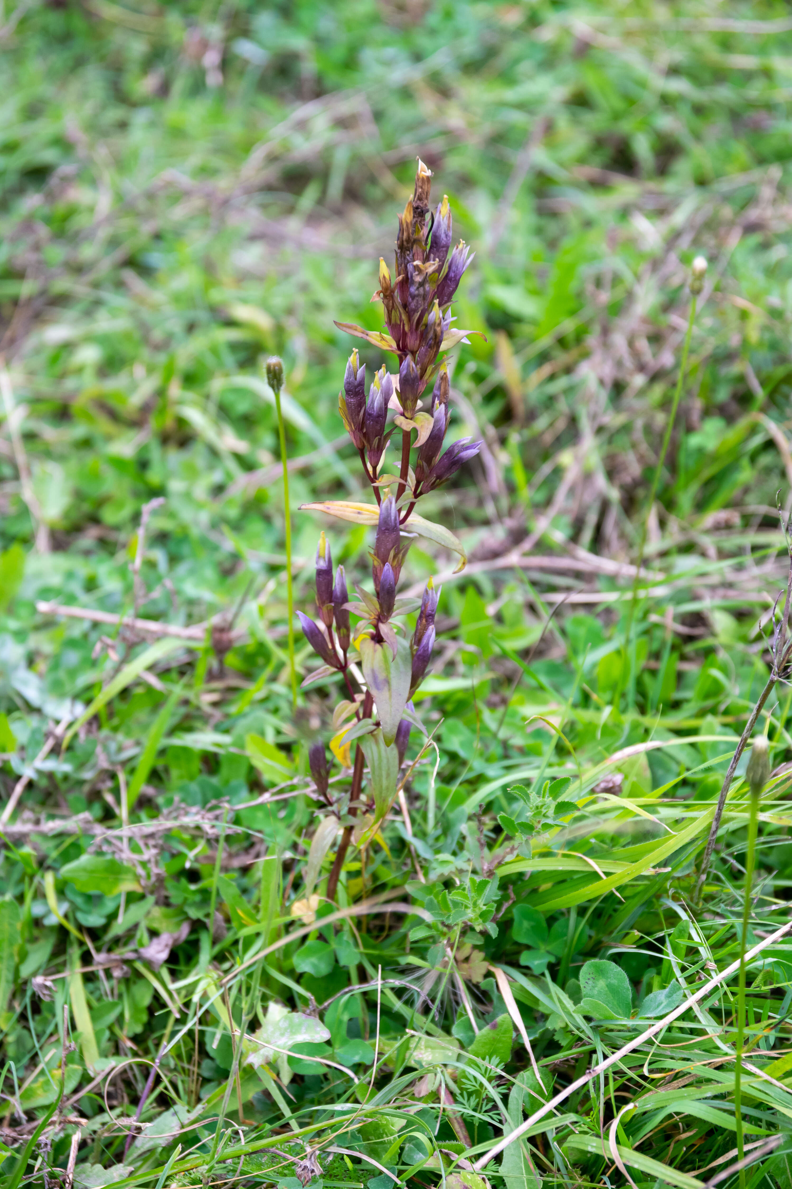 Image of chiltern gentian