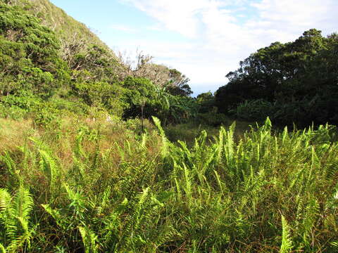 Image of Asian sword fern