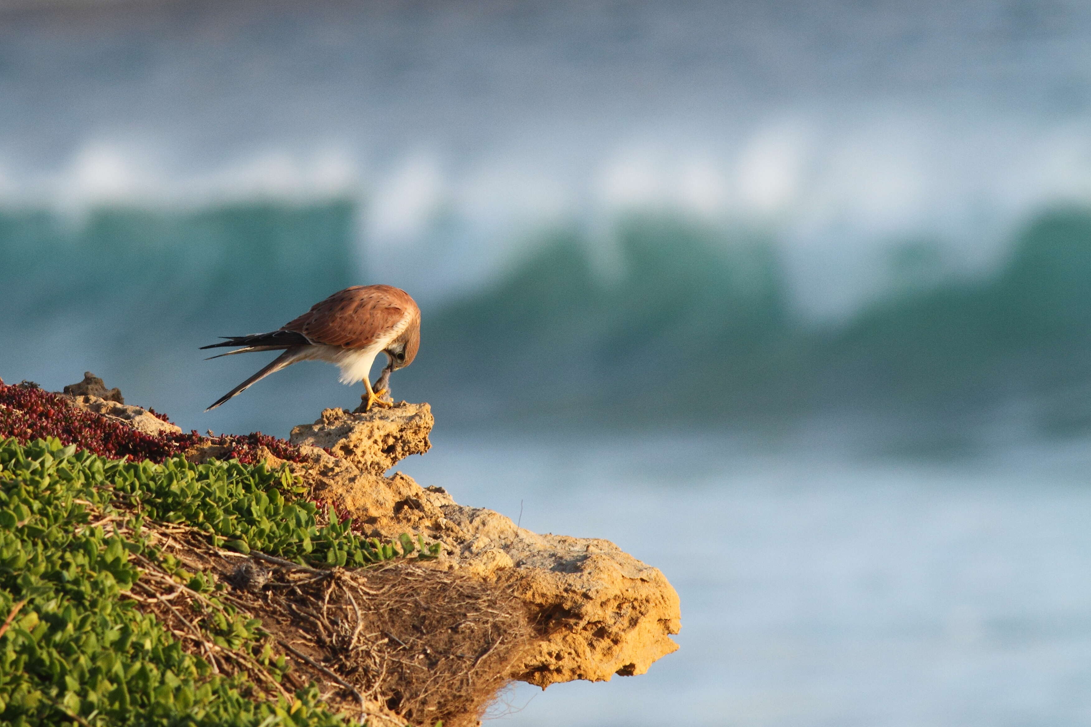 Image of Australian Kestrel