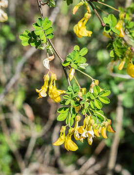 Image of Scorpion Senna