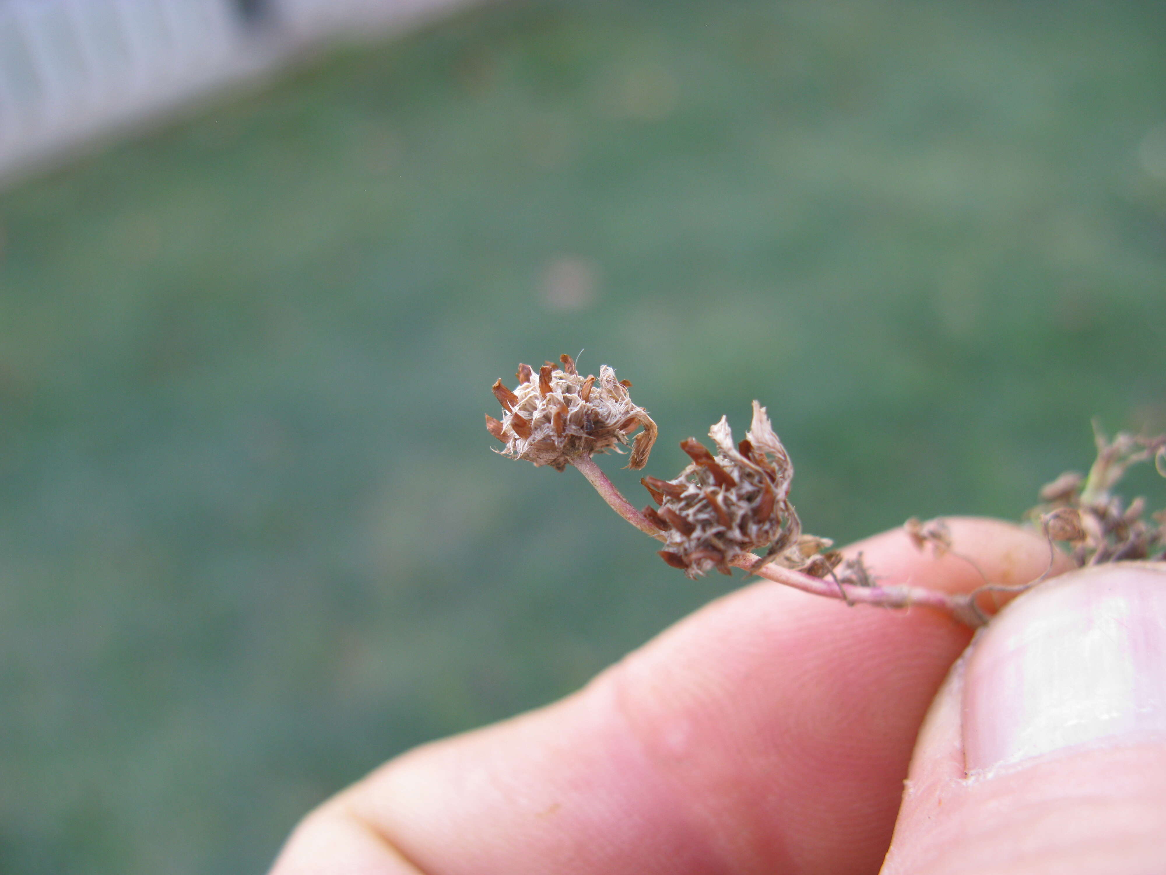 Image de Trifolium glomeratum L.