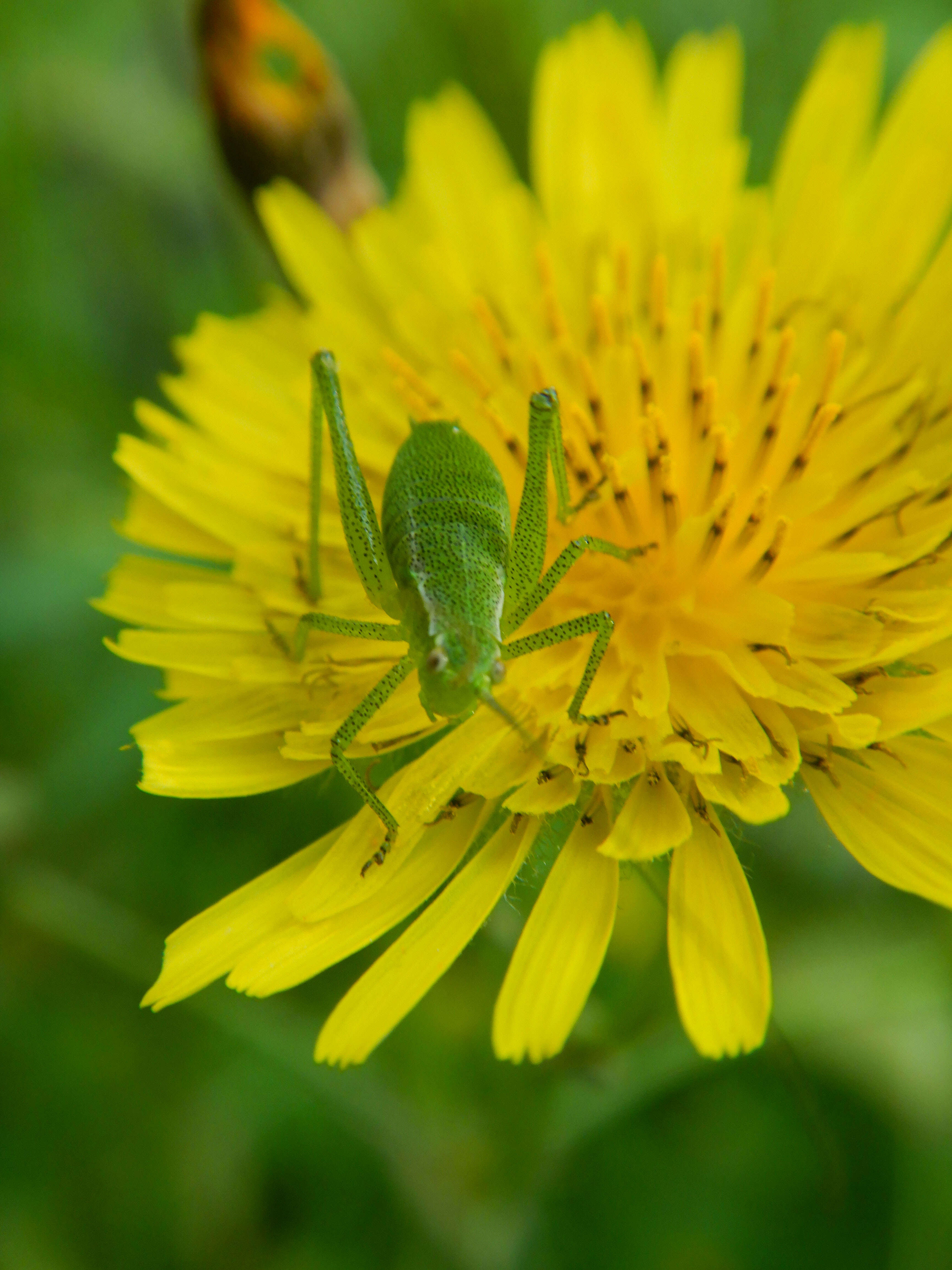 Image of Leptophyes