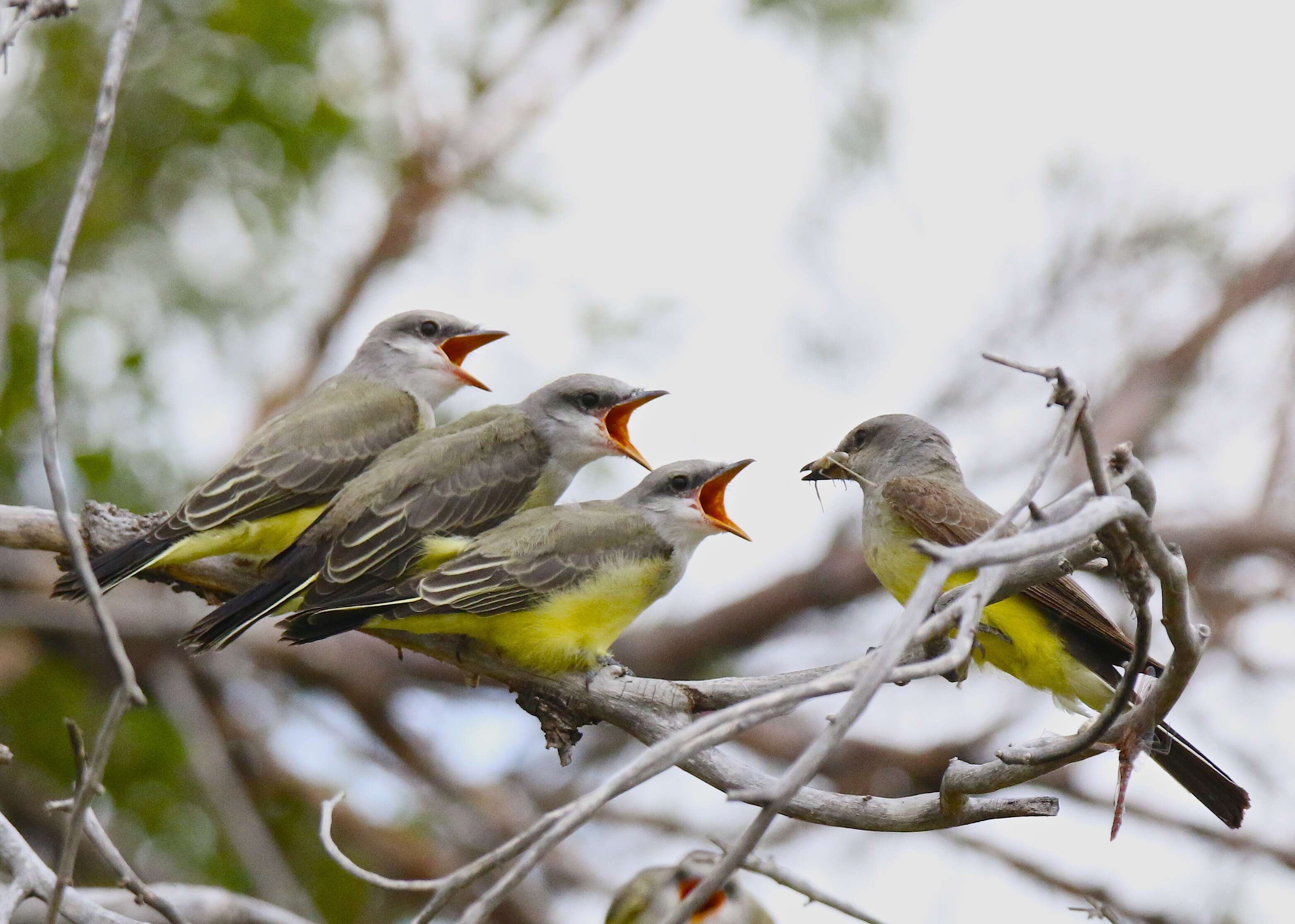 Image of Western Kingbird