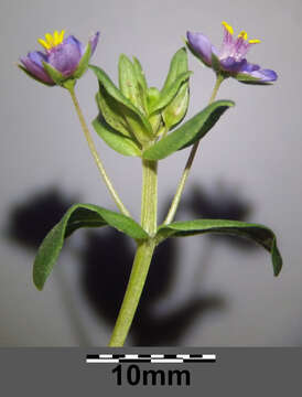 Imagem de Lysimachia foemina (Mill.) U. Manns & Anderb.