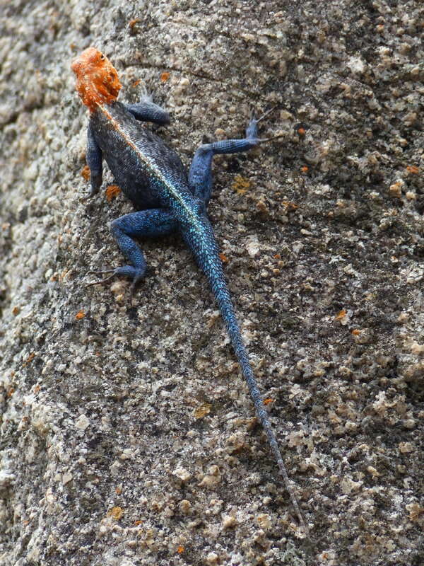 Image of Kirk's Rock Agama