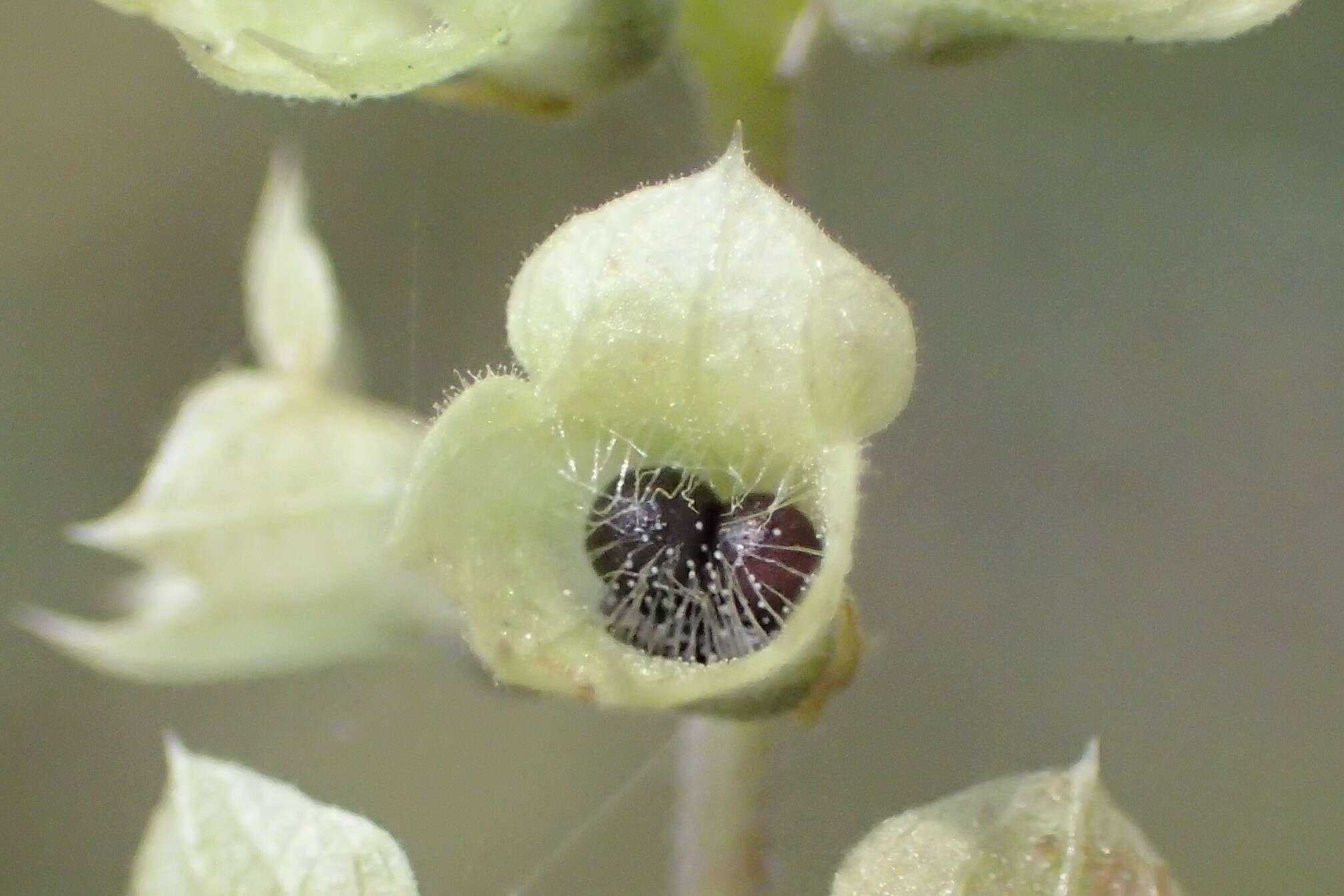 Слика од Teucrium scorodonia L.