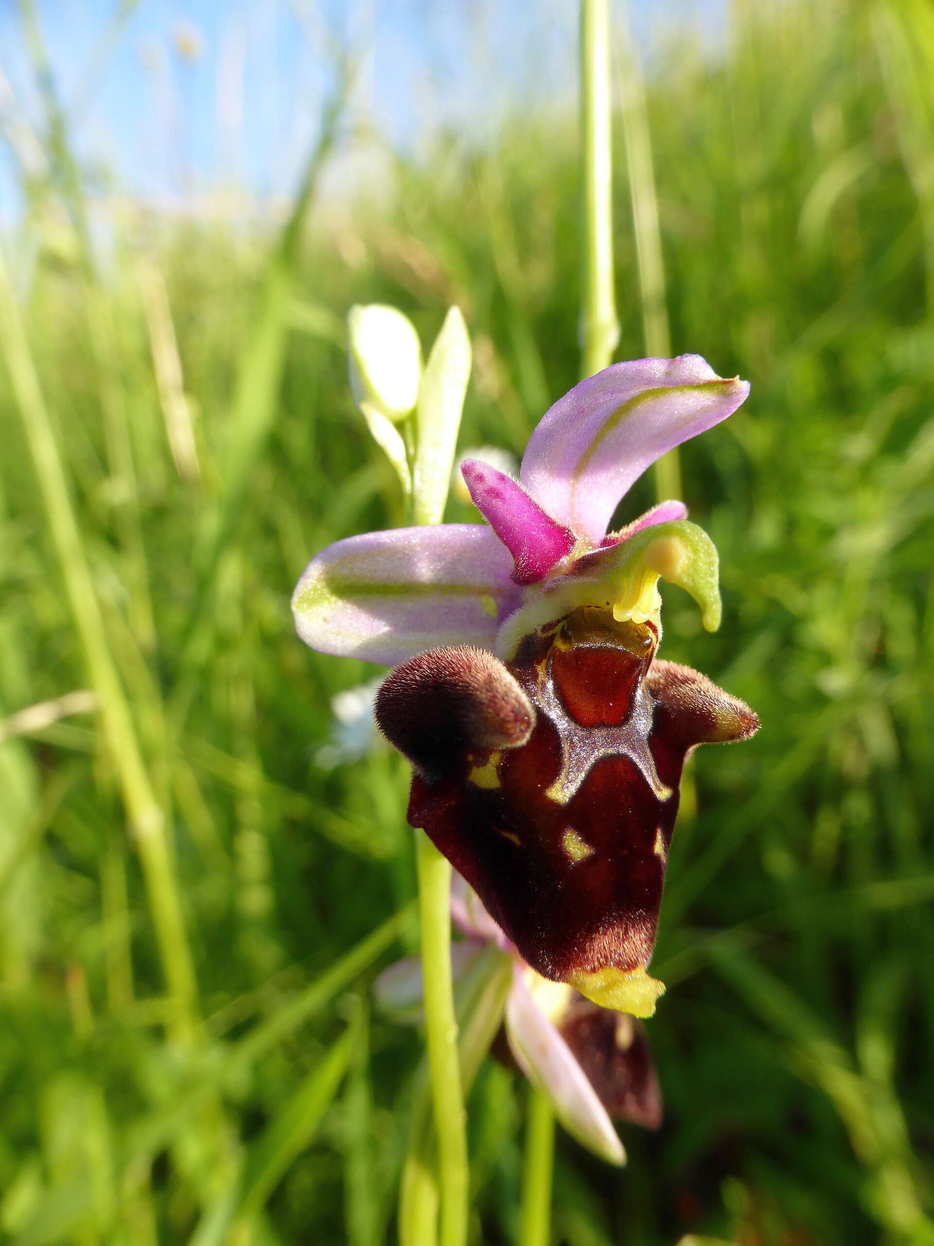 Image of Ophrys holosericea